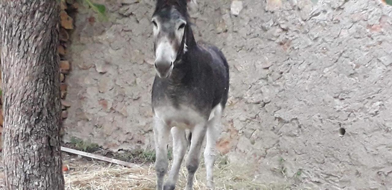 Casa Rural Entresierras Beires Екстериор снимка